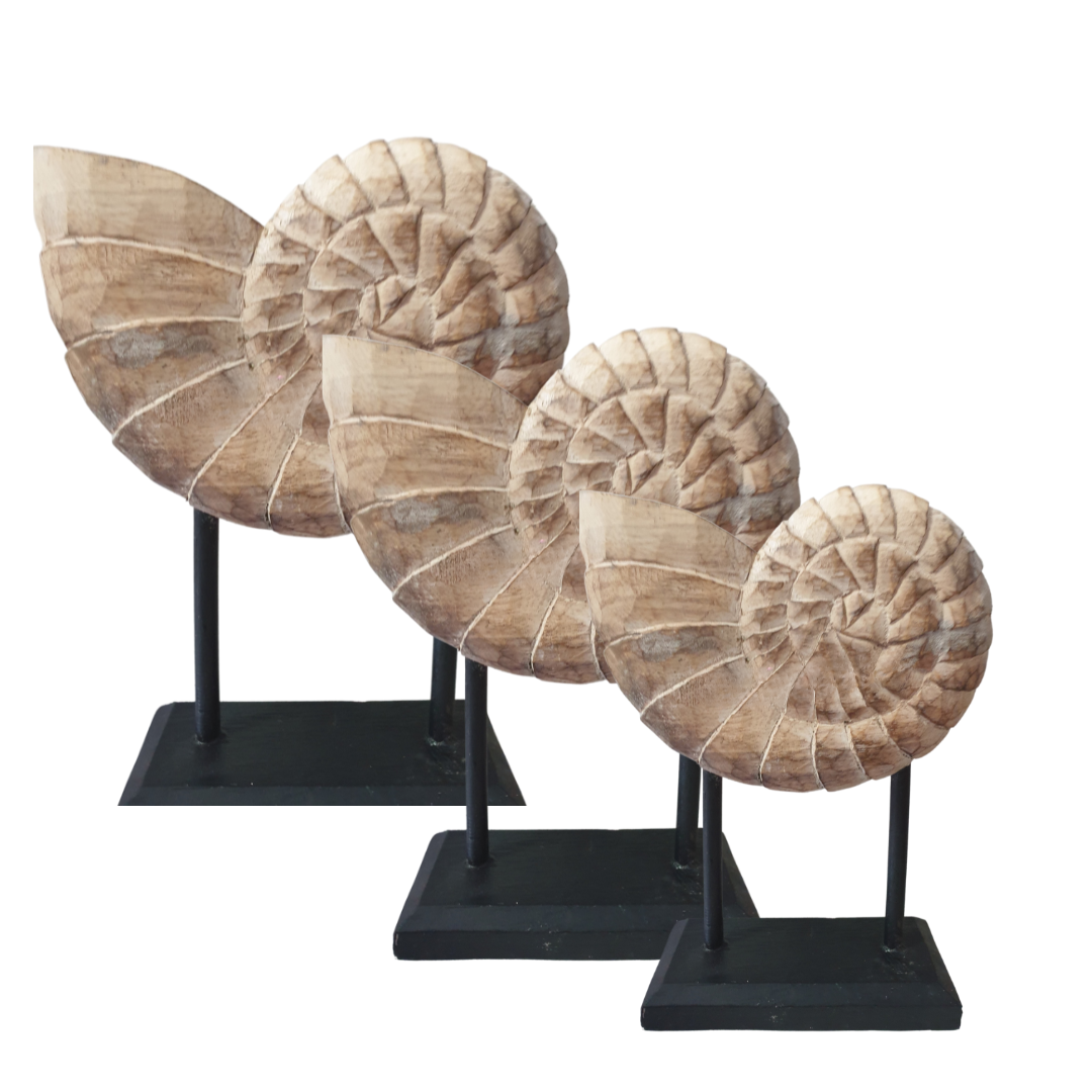 Hand-carved wooden nautilus sculptures on black stand shown in three sizes – small, medium and large – natural washed timber finish, coastal beach house decor 