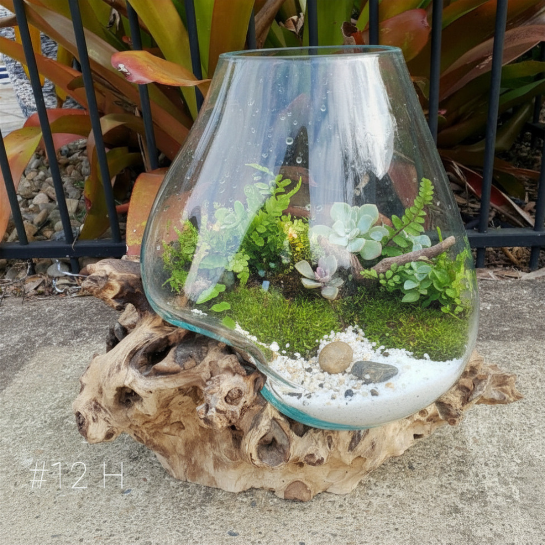 Terrarium with plants on a piece of driftwood outdoors