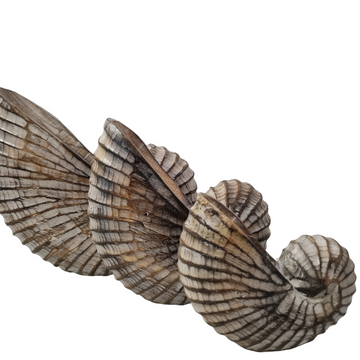 Nautilus Shell Wooden Decor – Brown Wash Set of 3 styled on shelf