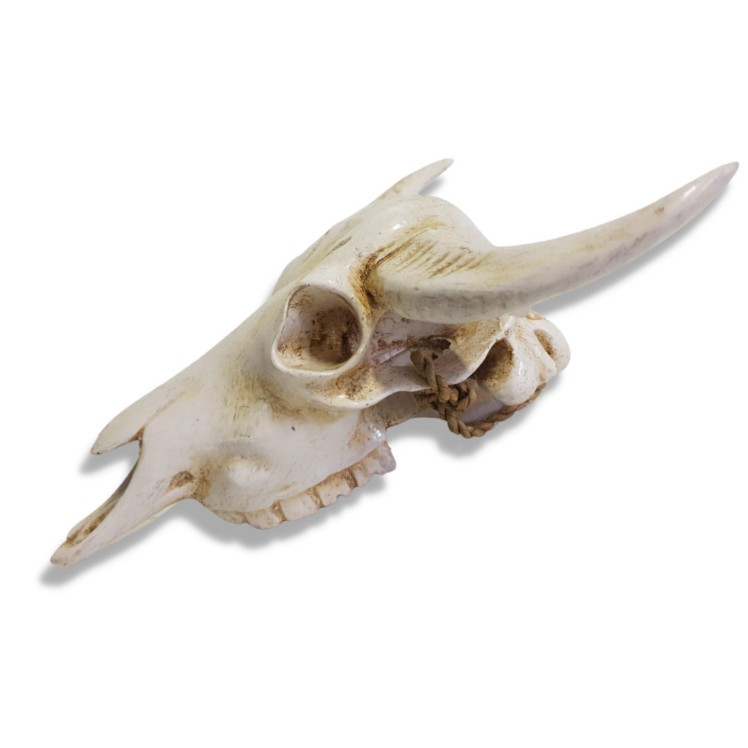 resin cow skull side view