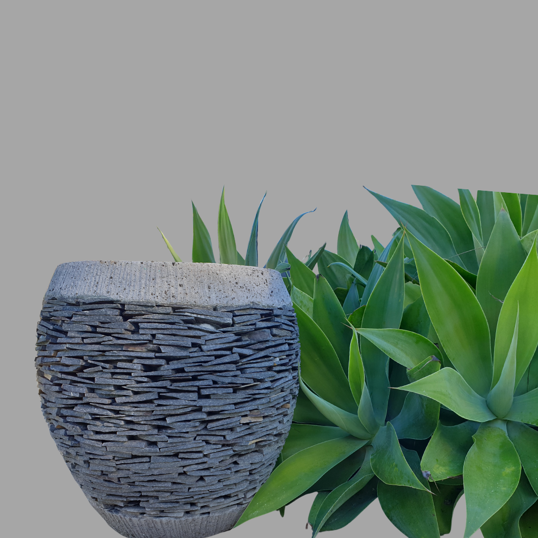 Decorative stone pot with green succulents on a gray background